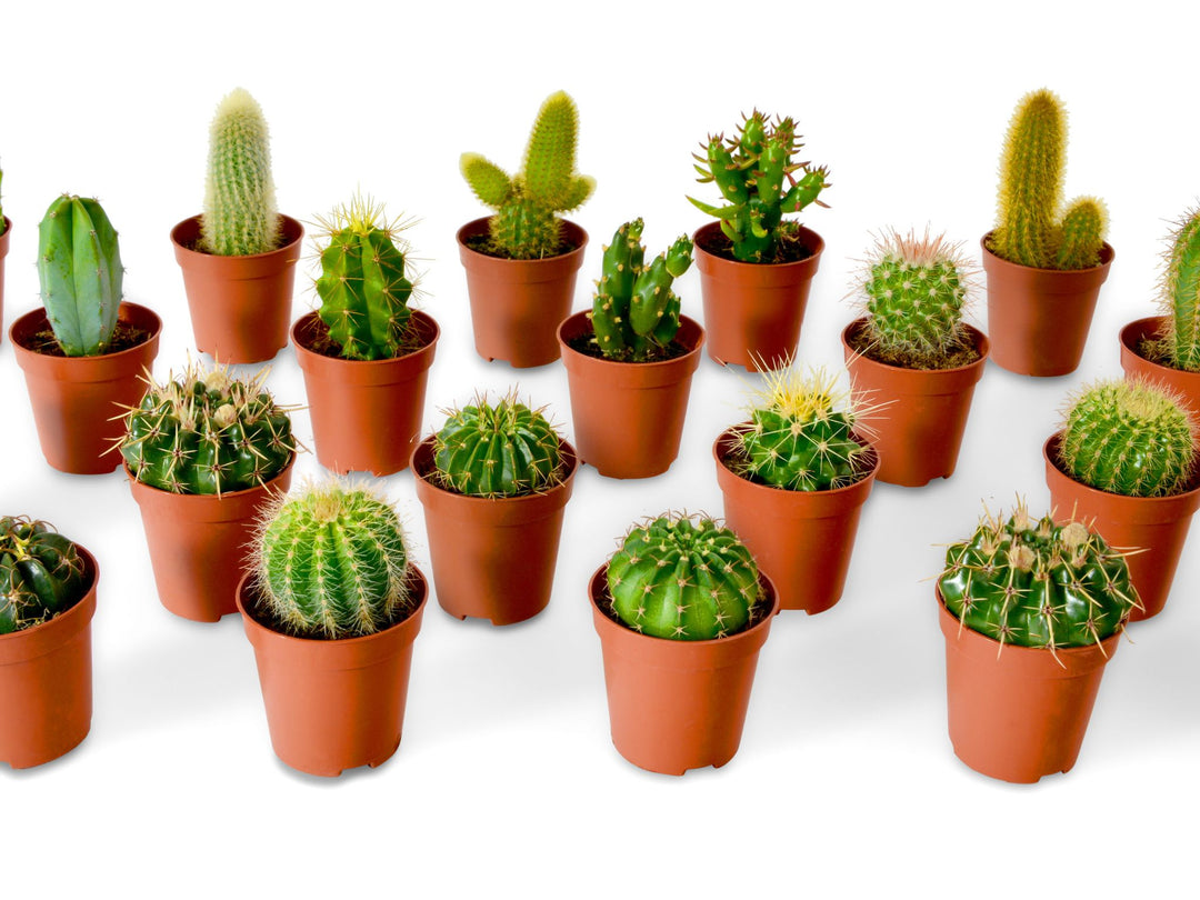 DIY Open Terrarium Kit with Cacti or Succulent Plants | 'Cancun'