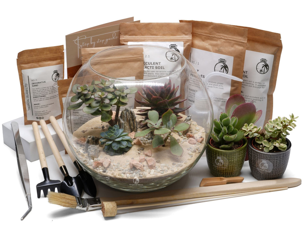 terrarium soil succulents Desert DIY Terrarium Kit with Succulents or Cacti