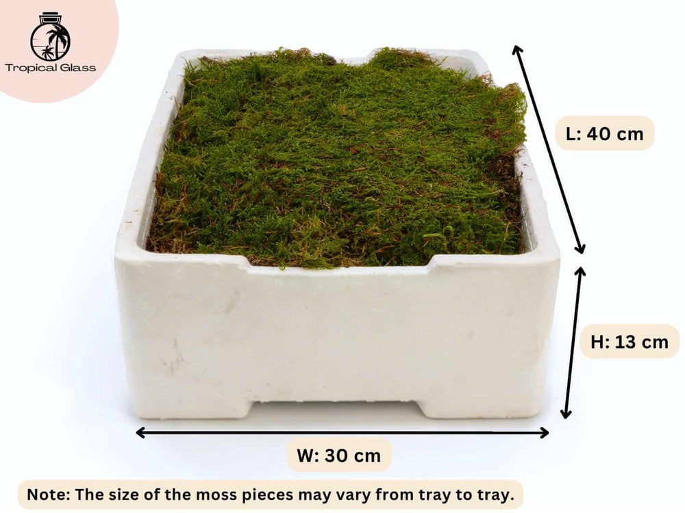 Live carpet moss tray showing dimensions and full coverage of moss