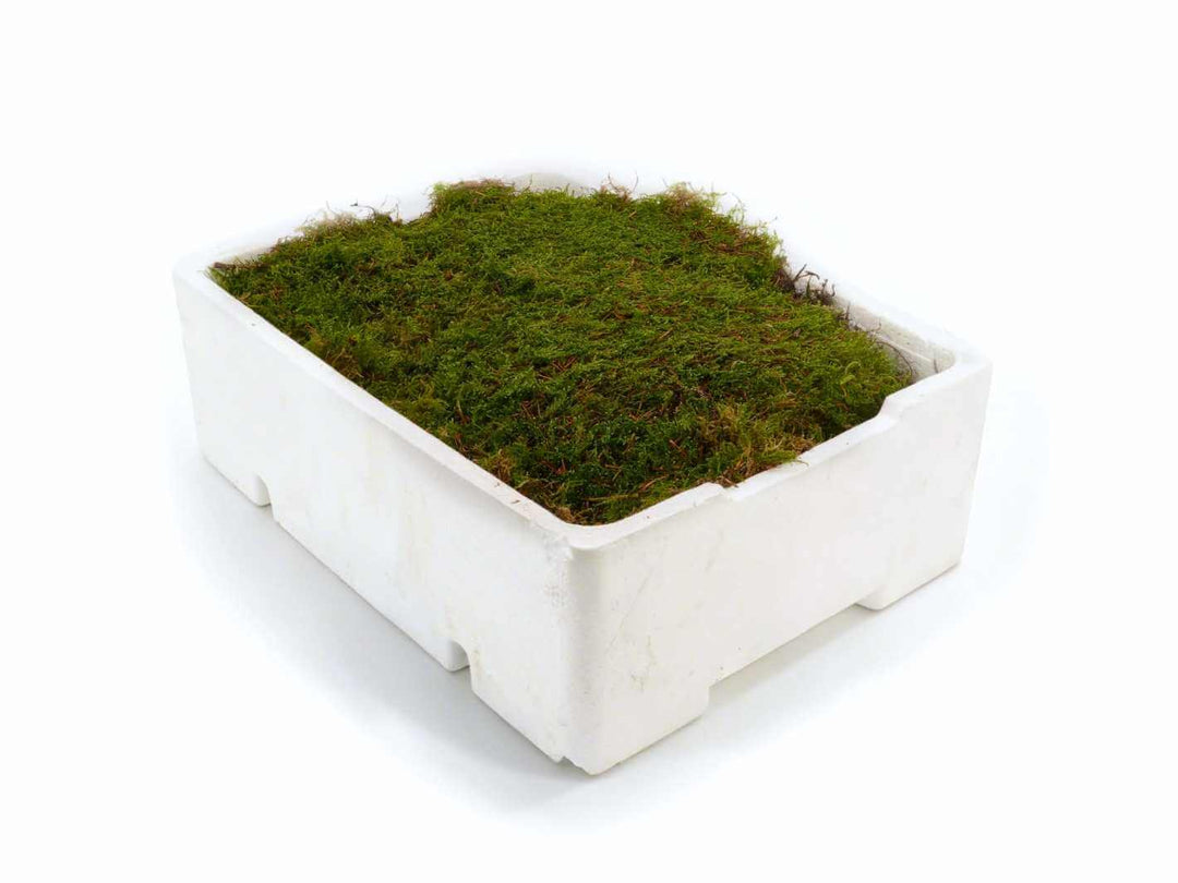 Full tray of live carpet moss on white background for terrarium use