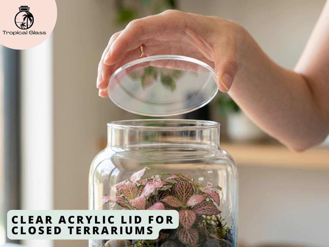 Clear acrylic terrarium lid placed on top of a glass jar terrarium container.