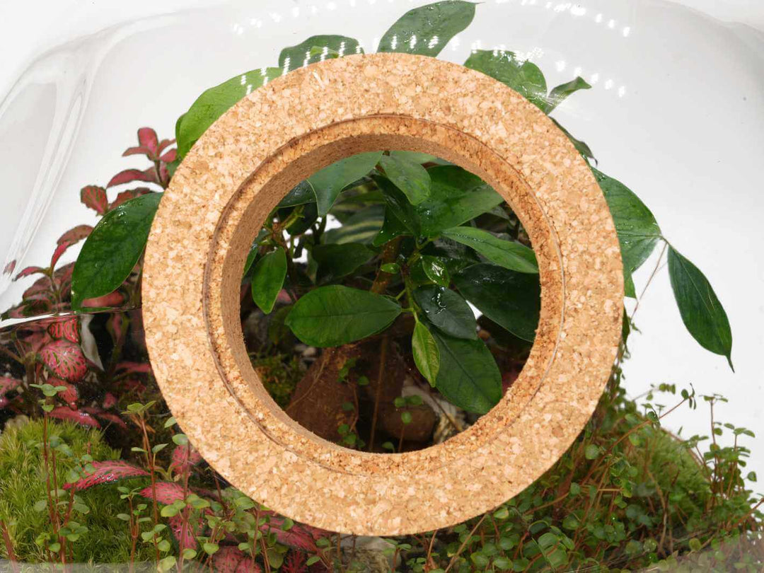 Clear view cork lid placed on a planted closed terrarium with moss and tropical plants
