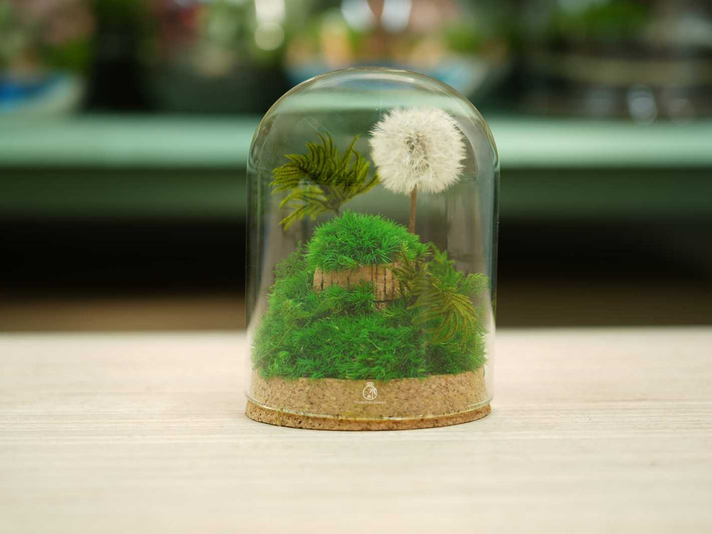 Decorative cloche dome terrarium with lush preserved moss