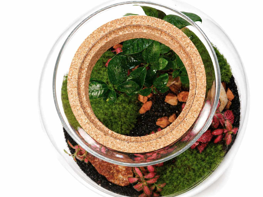 Top view of closed glass terrarium with clear view cork lid, moss and tropical plants inside
