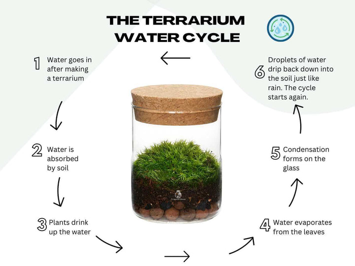 Closed mossarium 8 cm high showing natural water cycle and humidity inside the sealed glass jar.