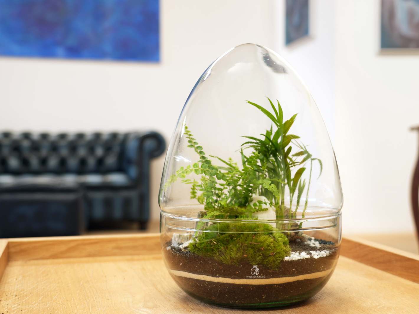 A clear glass terrarium in the shape of an egg contains various green plants, including ferns and moss, arranged on layers of soil.
