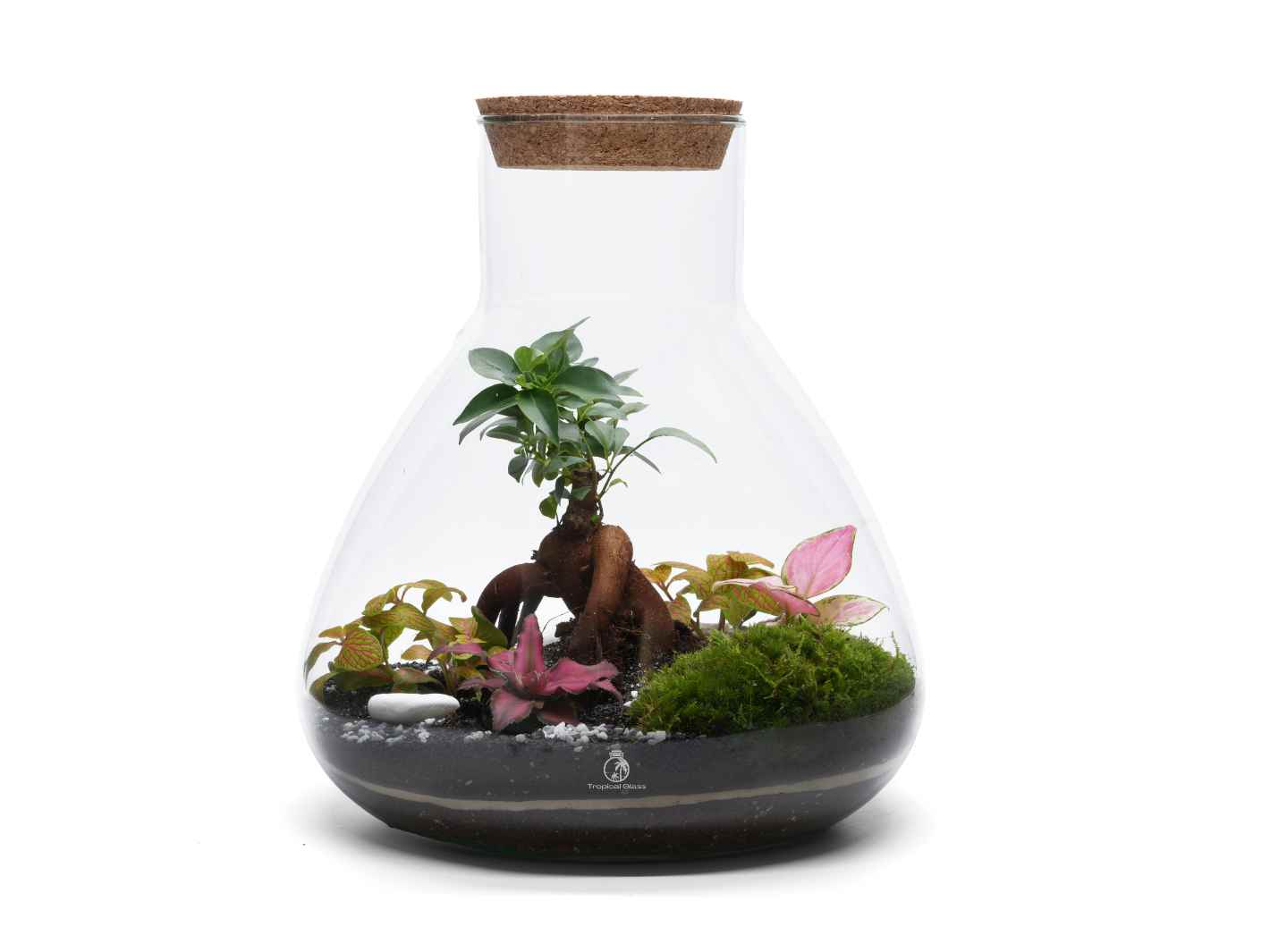 A glass terrarium in a flared shape features a variety of vibrant plants, including a small green tree, pink-leafed plants, and lush moss, all set on a layer of dark soil.