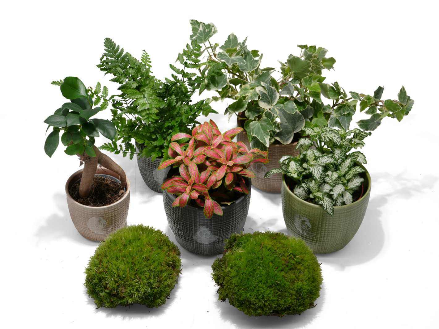5 Tropical Terrarium Plants | Katie's Selection UK – Tropical Glass