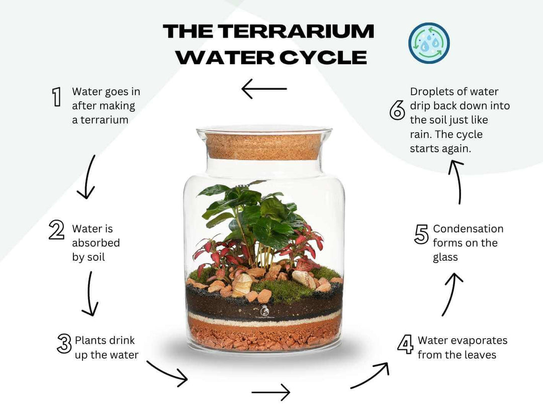Closed terrarium water cycle explanation DIY terrarium kit with plants