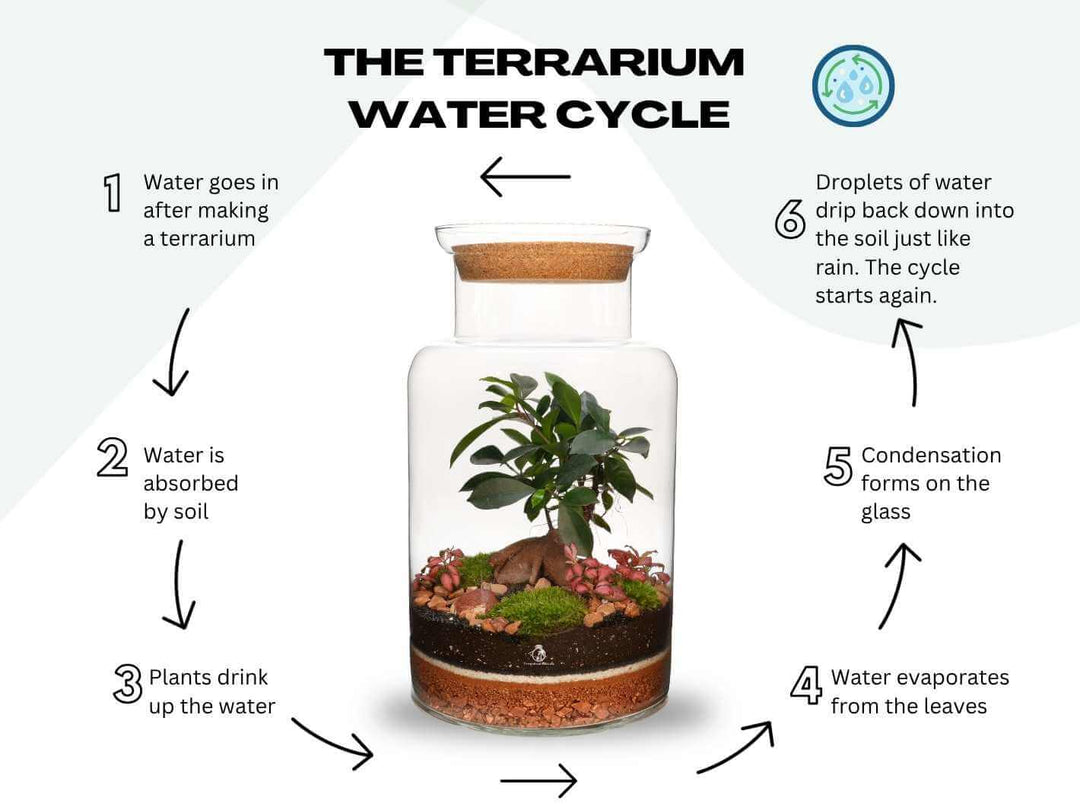 Closed terrarium DIY kit, self sustaining water cycle, artisan glass design with live plants