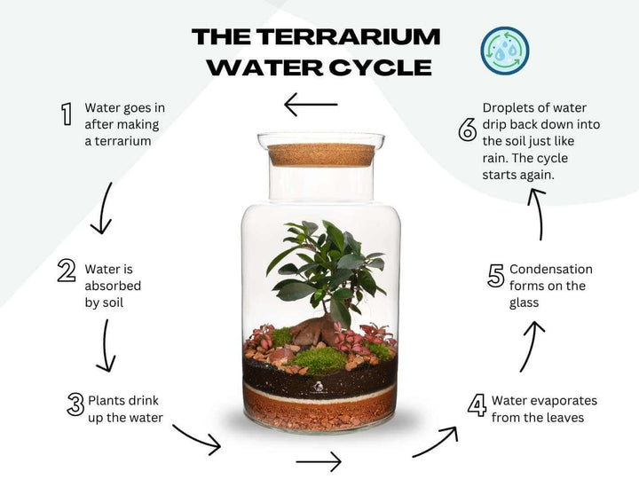 Closed terrarium DIY kit, self sustaining water cycle, artisan glass design with live plants