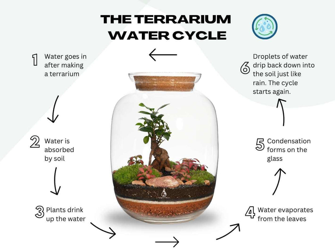 Closed terrarium ecosystem water cycle with Ficus Ginseng bonsai plants