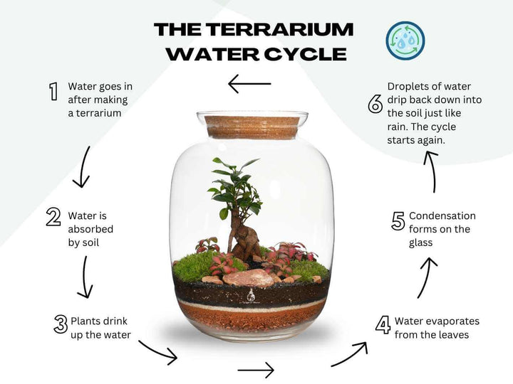 Closed terrarium ecosystem water cycle with Ficus Ginseng bonsai plants