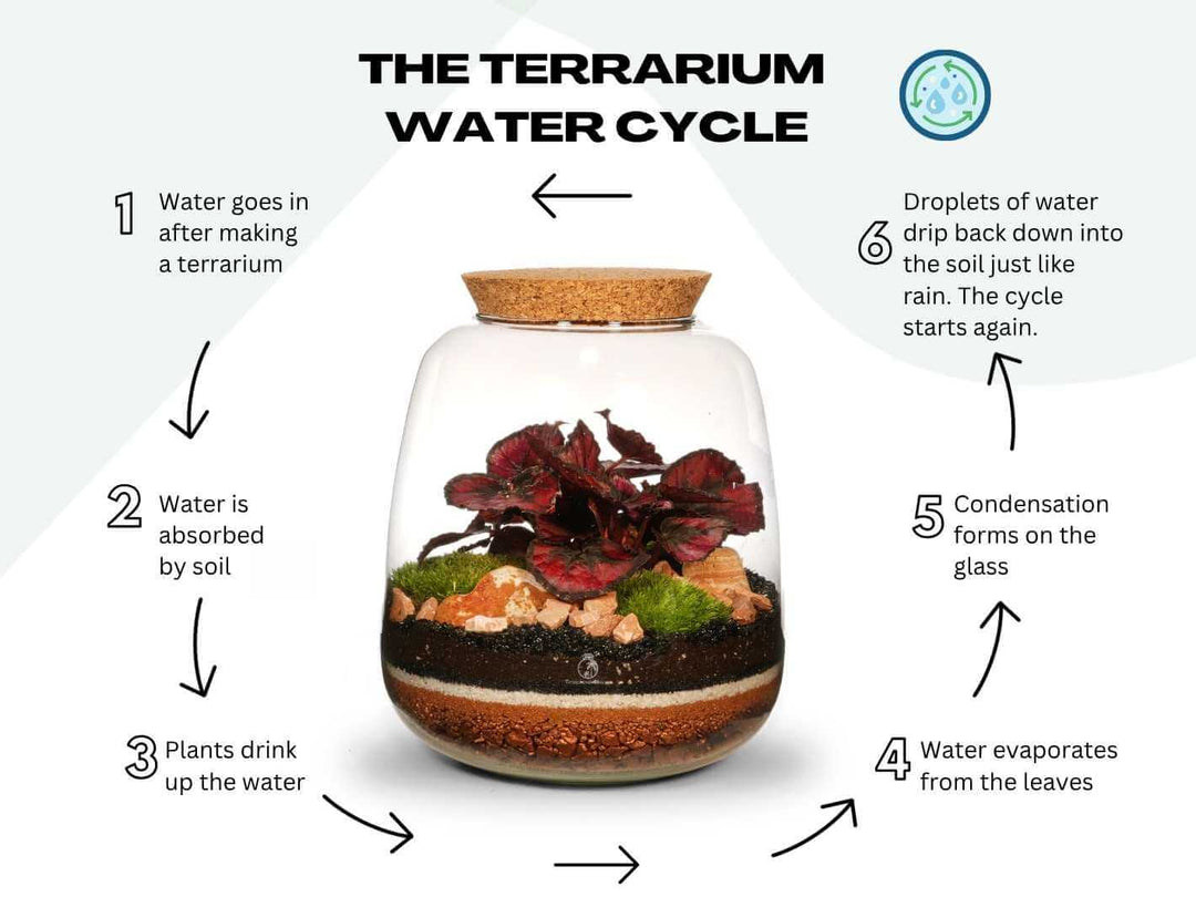 Closed terrarium water cycle illustration showing how moisture circulates naturally inside the glass jar to support the live plant and moss