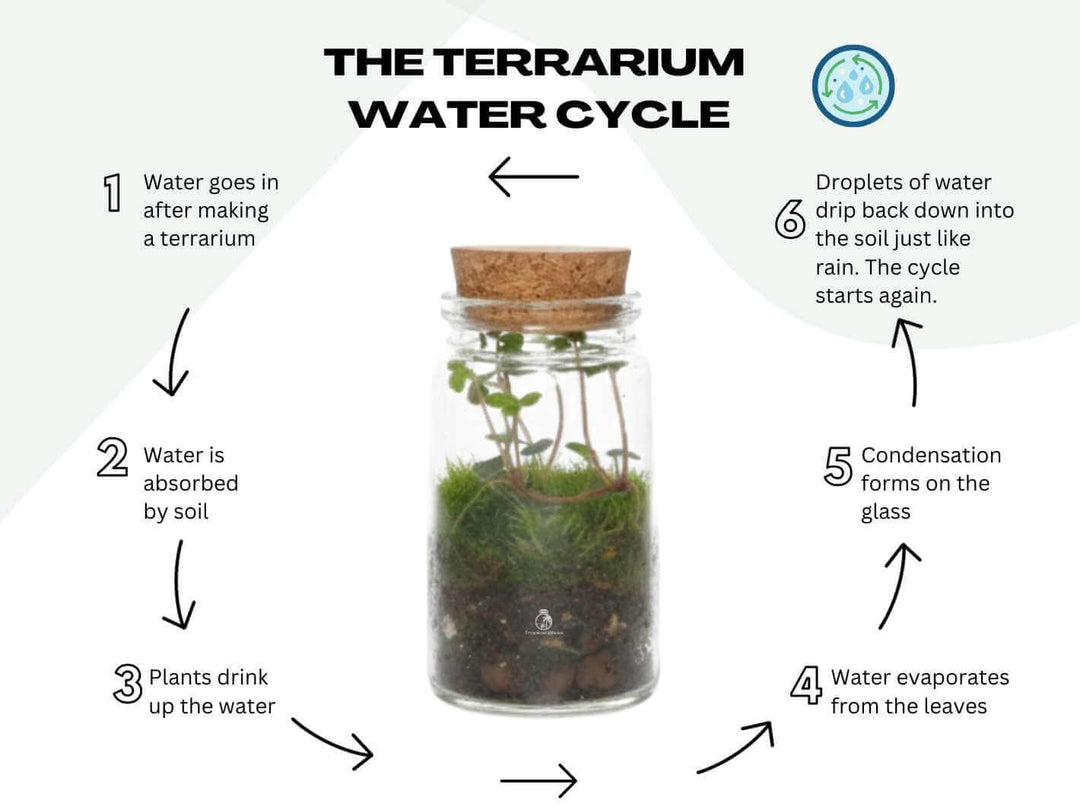 Closed terrarium 8 cm high showing natural water cycle and humidity inside the sealed glass jar, demonstrating a self-sustaining ecosystem.