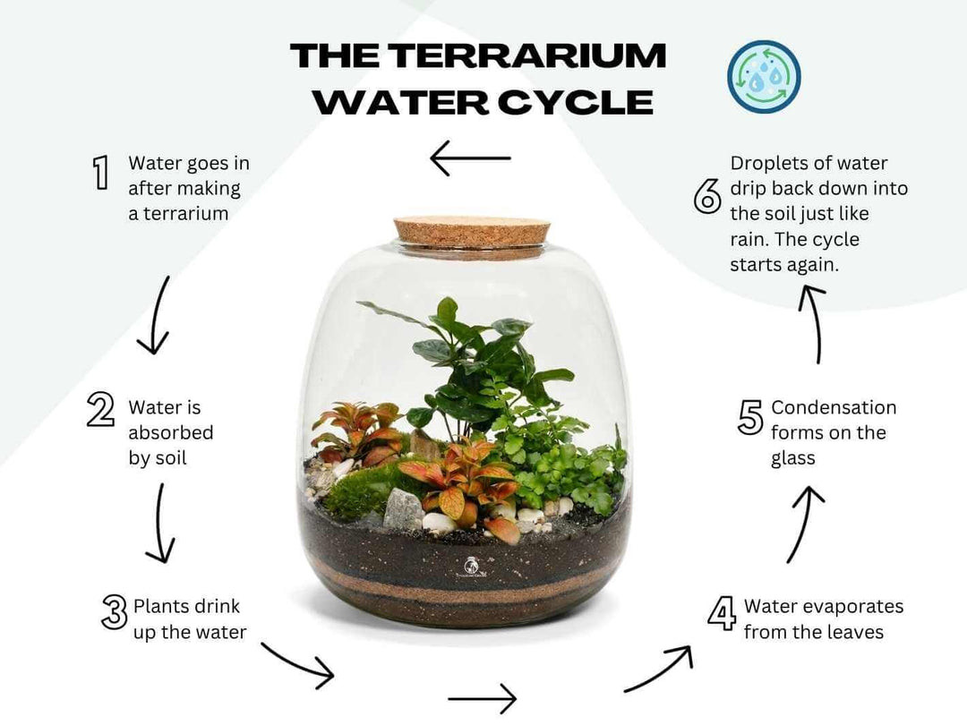 Closed terrarium water cycle inside a bulb glass jar showing natural condensation and moisture circulation