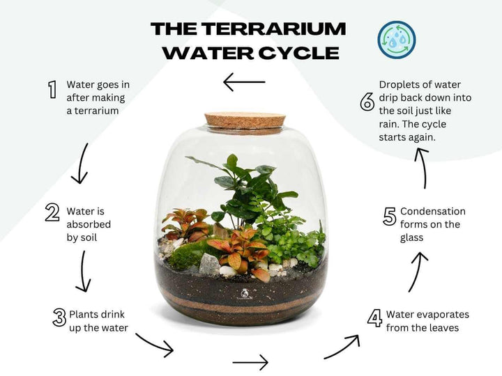 Closed terrarium water cycle inside a bulb glass jar showing natural condensation and moisture circulation
