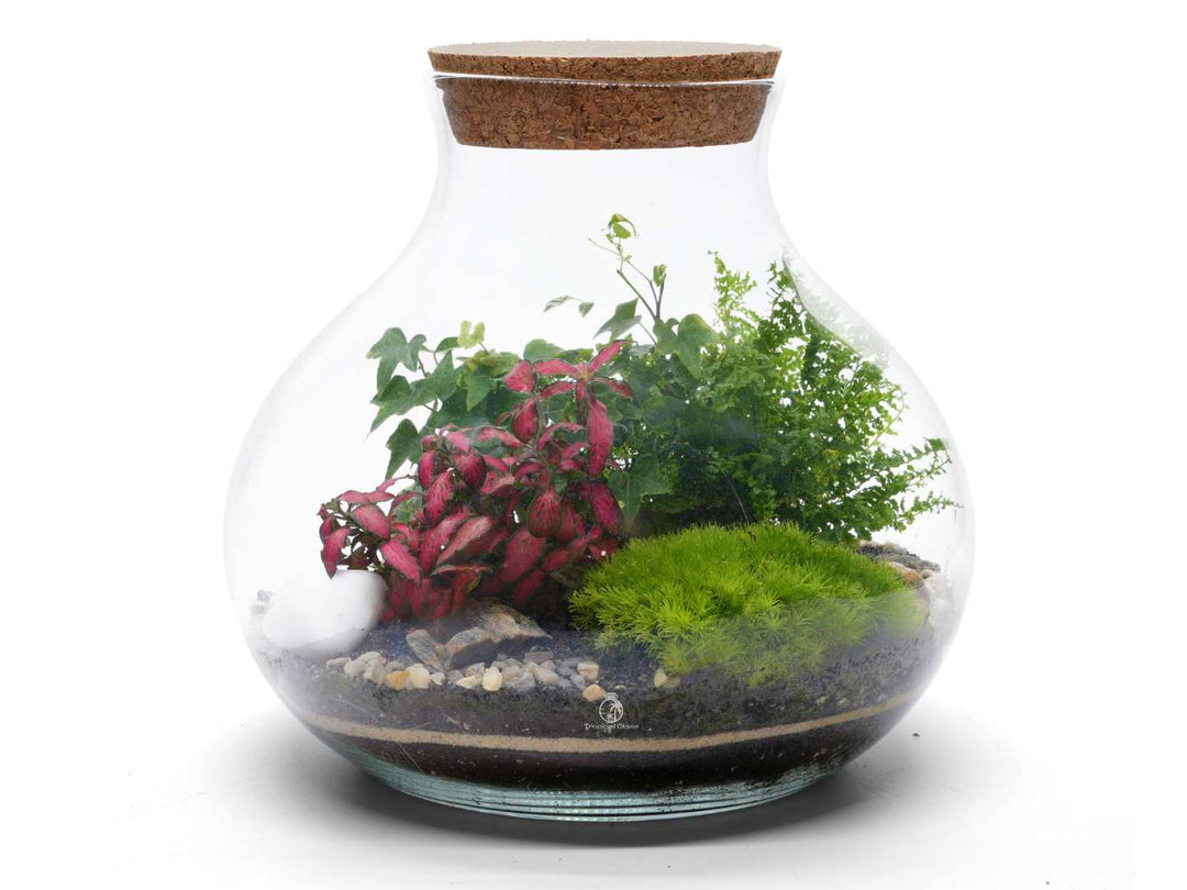 Medium Sized Closed Terrarium with Live Plants and Glass