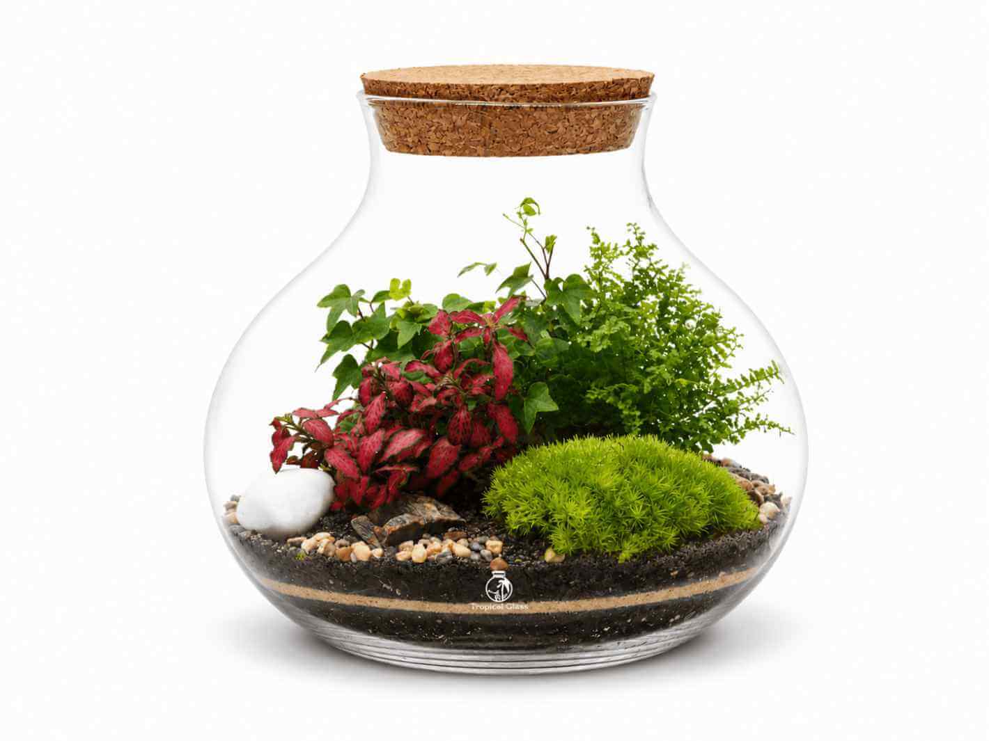 Medium Sized Closed Terrarium with Live Plants and Glass