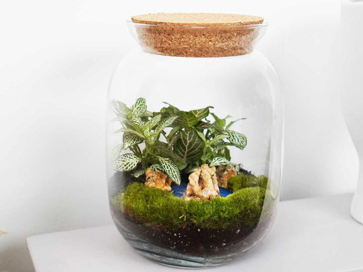 DIY Terrarium Kit with Ocean Disk H: 22 cm | 'Aruba'