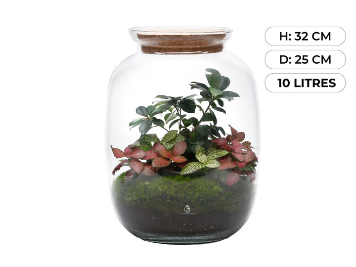 Bonsai Ready-made terrarium H: 32 cm | 'Geneva'
