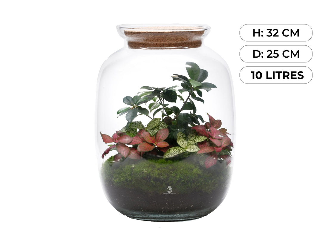 Bonsai Ready-made terrarium H: 32 cm | 'Geneva'