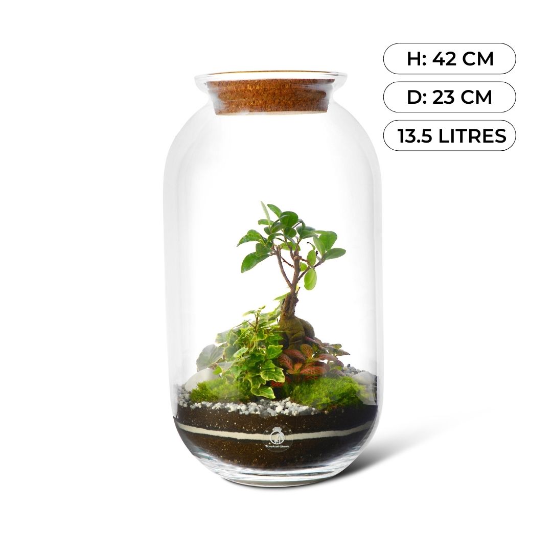 Terrarium DIY Kit • Dome XL Ficus Ginseng bonsai • ↑ 28 cm