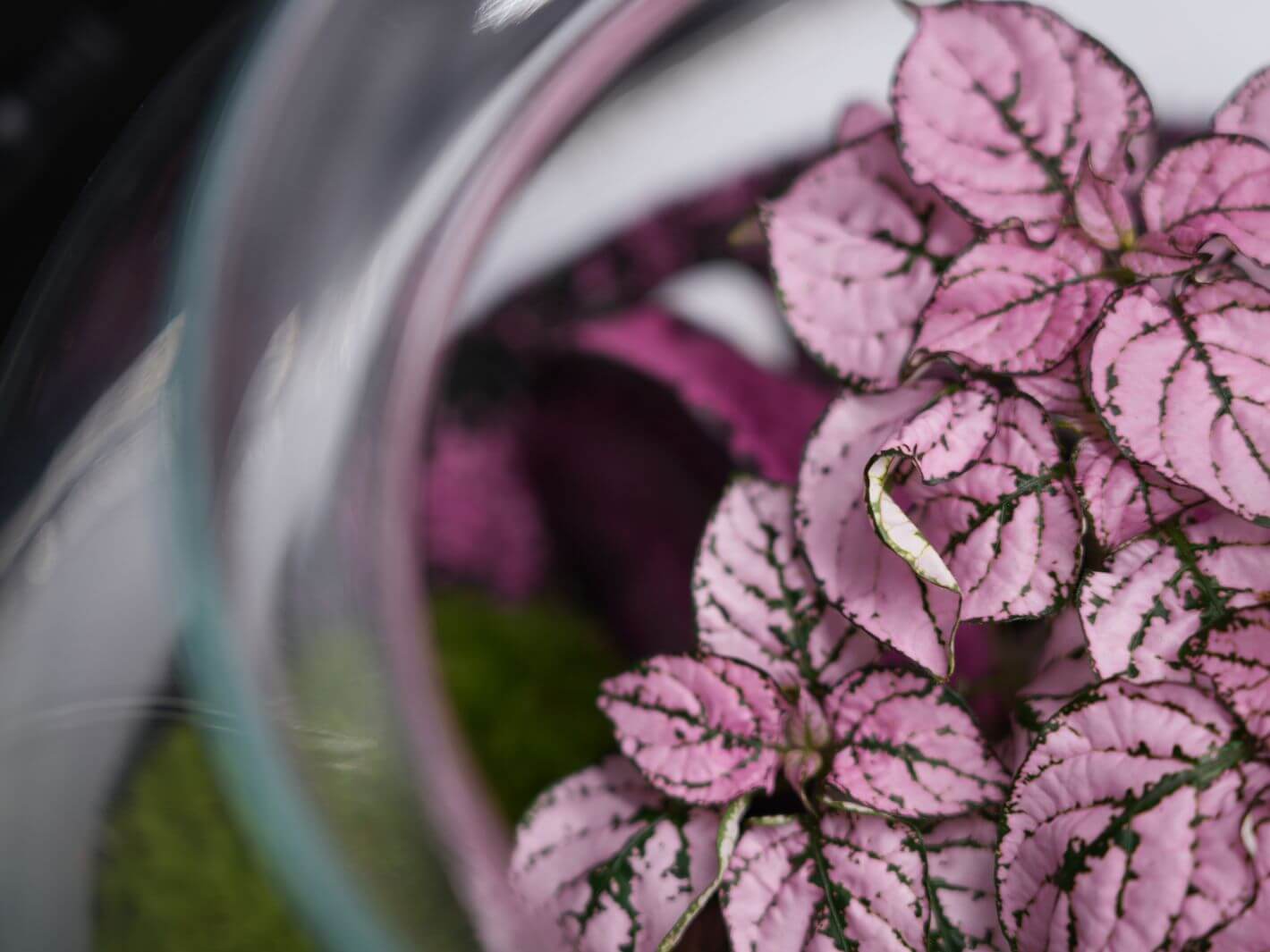 Polka Dot in a Terrarium