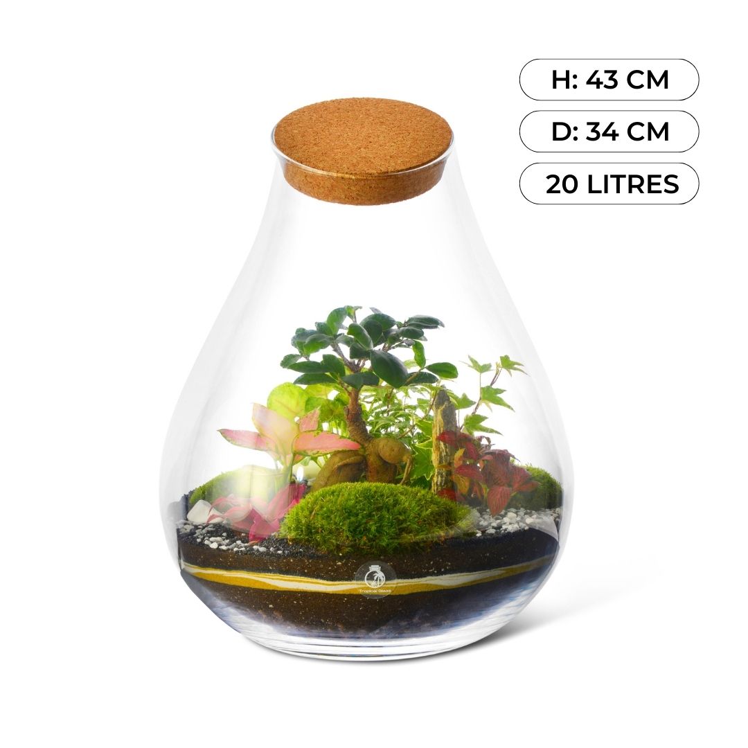 Closed DIY Terrarium Kit with 43 cm Container, Plants and Decorations | 'Seattle'