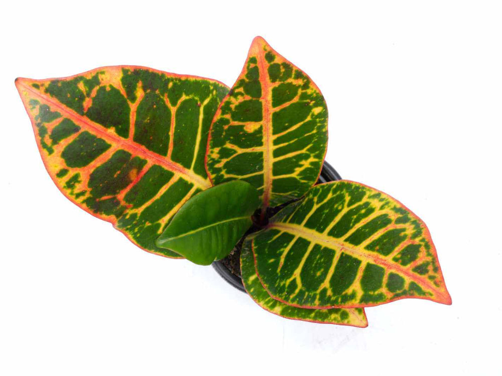 Top view close-up of Codiaeum Petra foliage showing vibrant green, yellow, and red veining, a unique tropical indoor plant