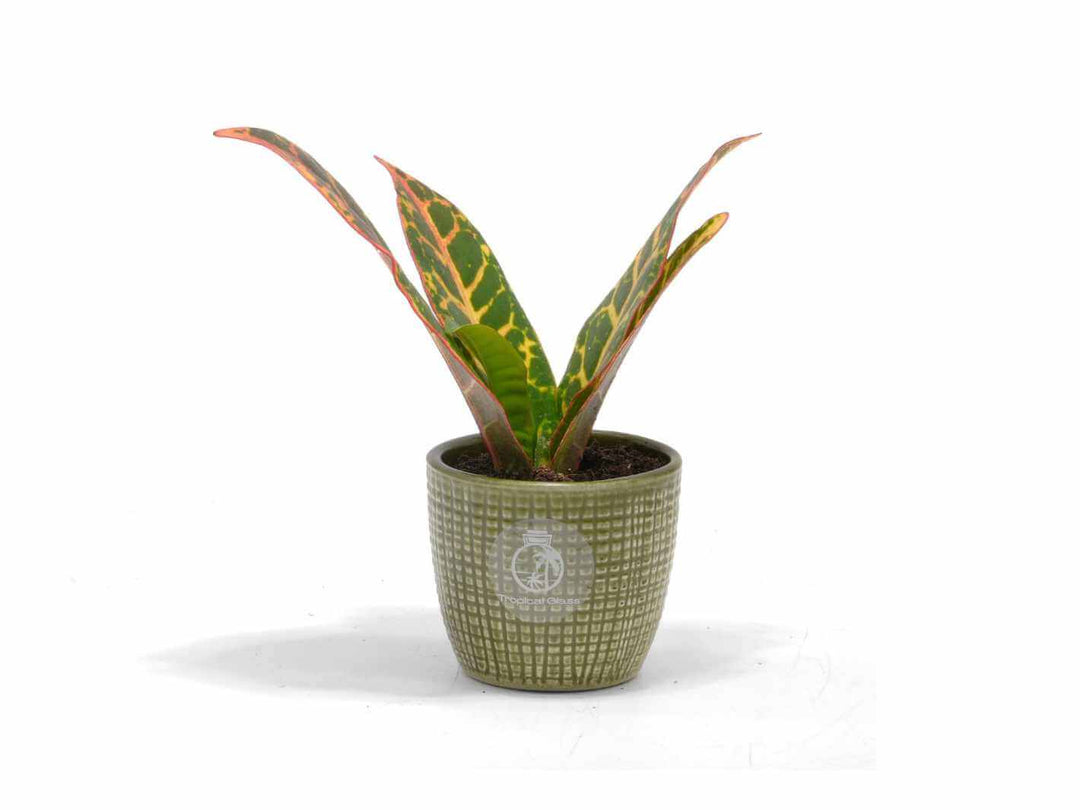 Colourful Codiaeum Petra mini houseplant in green pot, perfect for home or office decor