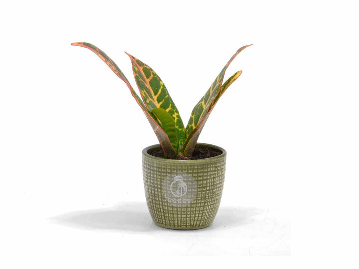 Colourful Codiaeum Petra mini houseplant in green pot, perfect for home or office decor