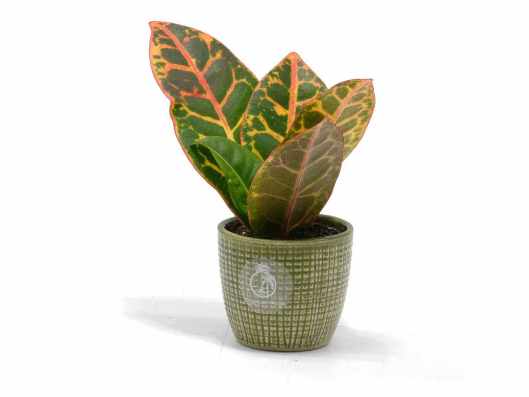 Codiaeum Petra plant with bold variegated leaves, ideal as a terrarium plant or compact houseplant