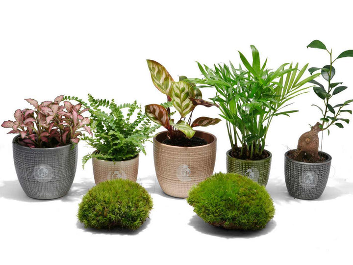 A curated mix of compact plants for closed glass terrariums.