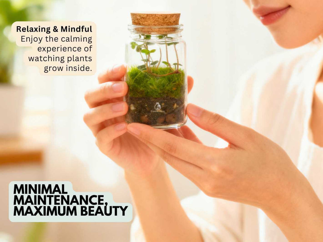 Compact ready made terrarium adding a touch of greenery and elegance to home or office interiors.