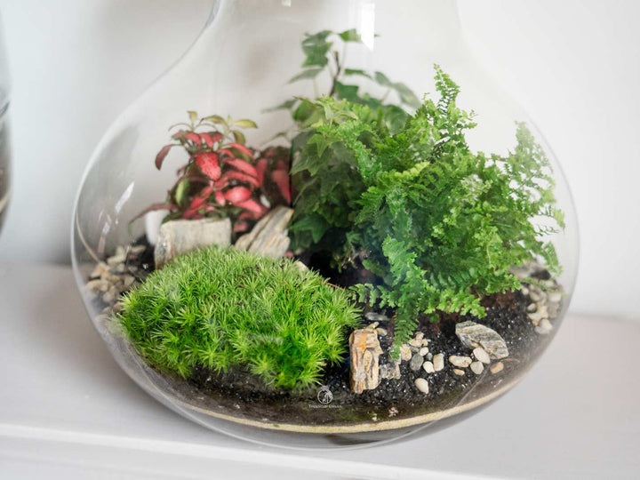 terrarium for plants uk Closed Terrarium Kit 'Calgary' H:24cm