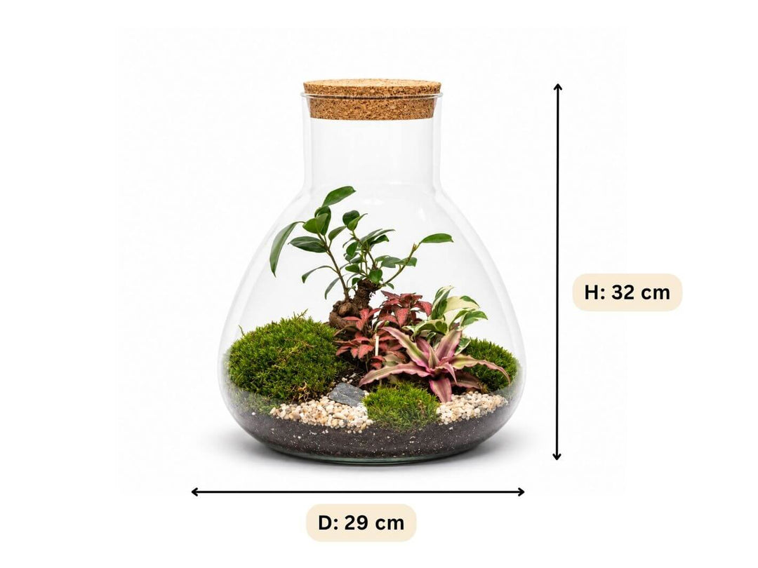 Ready-made Conical Bonsai Terrarium H: 32 cm | &