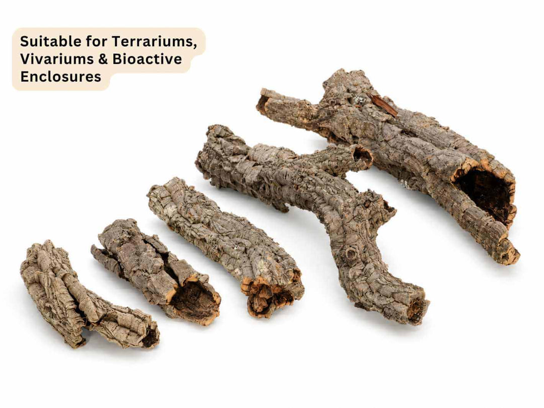 Natural cork bark tubes in different sizes for terrariums
