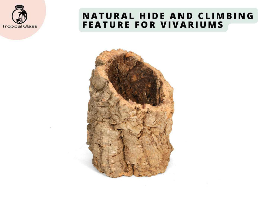 Close up of cork bark texture showing natural surface detail for terrarium background and structural accents.