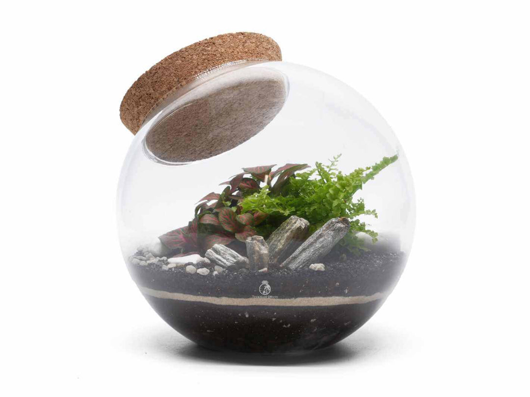 fish bowl terrarium plants Side Fishbowl Terrarium 'Split' H:19cm