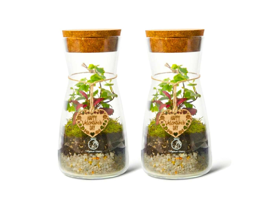 Couple DIY terrarium kit for Valentine’s Day with two glass bottles and cork lids displayed together