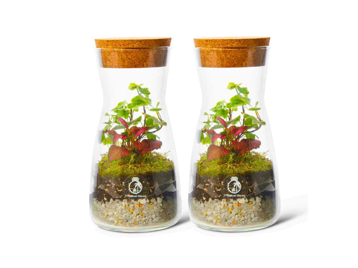 Duo DIY terrarium kit with two glass bottle terrariums and live plants