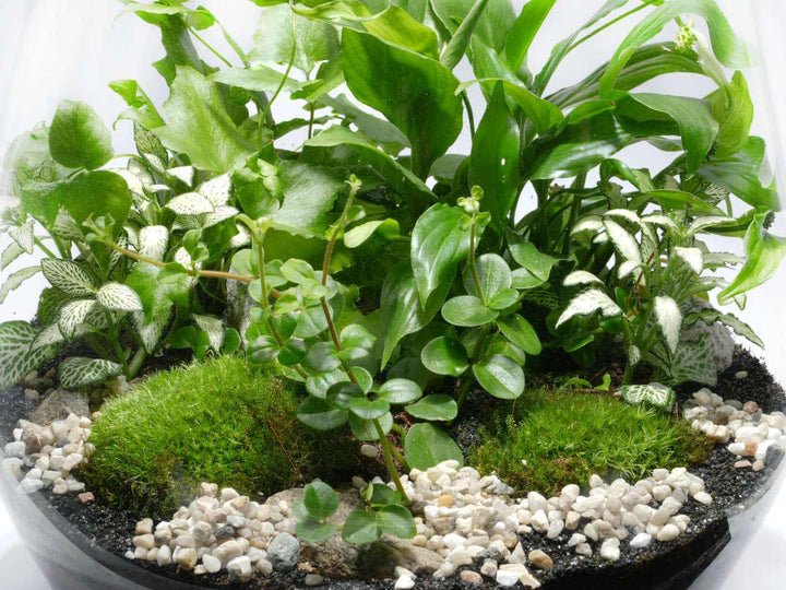 DIY terrarium kit with Peace Lily, Fittonia, Peperomia and Cyrtomium falcatum
