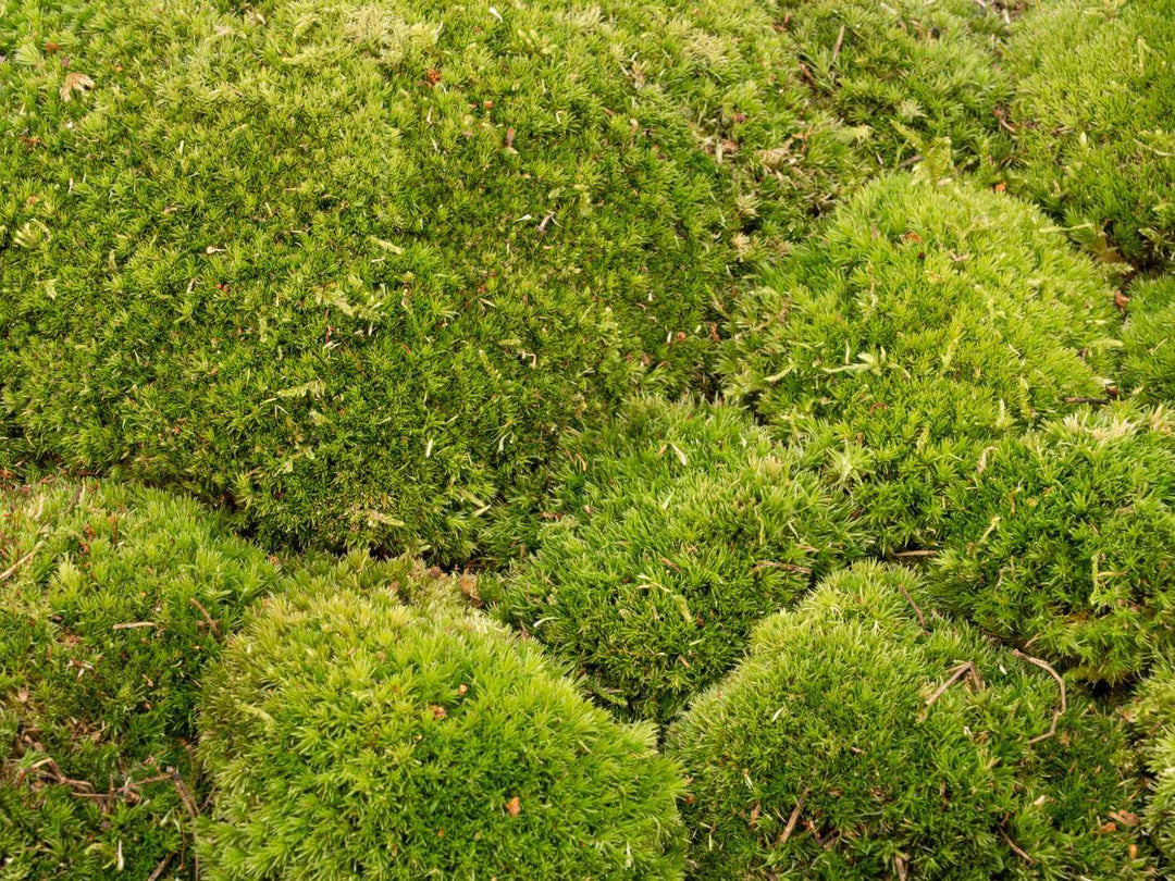 Detailed view of cushion moss texture with fresh green colour and natural look