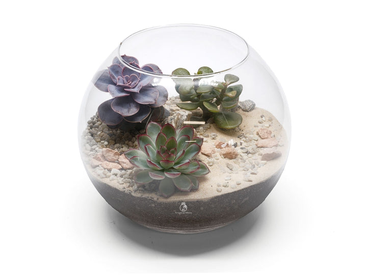 DIY Fishbowl Terrarium Kit | 'Texas'