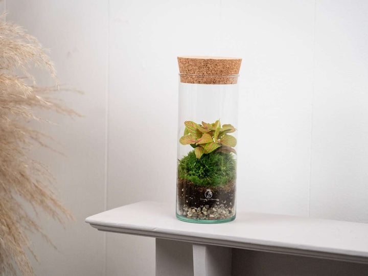 Compact bottle terrarium perfect for desks and shelves