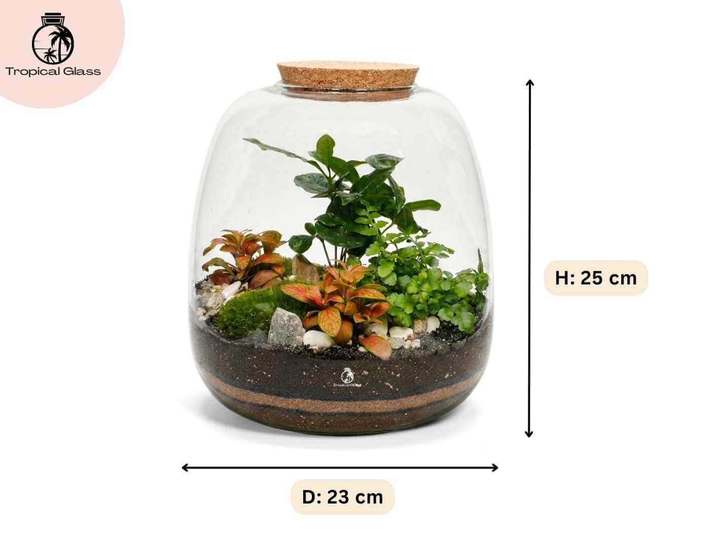DIY terrarium kit in a handmade 25 cm bulb glass jar showing height and diameter measurements