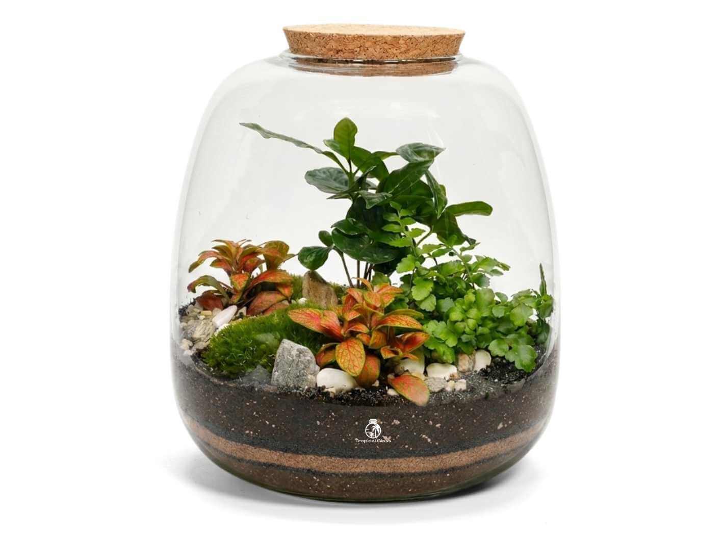 DIY terrarium kit with 3 live plants inside a 25 cm bulb glass jar with cork lid on a white background