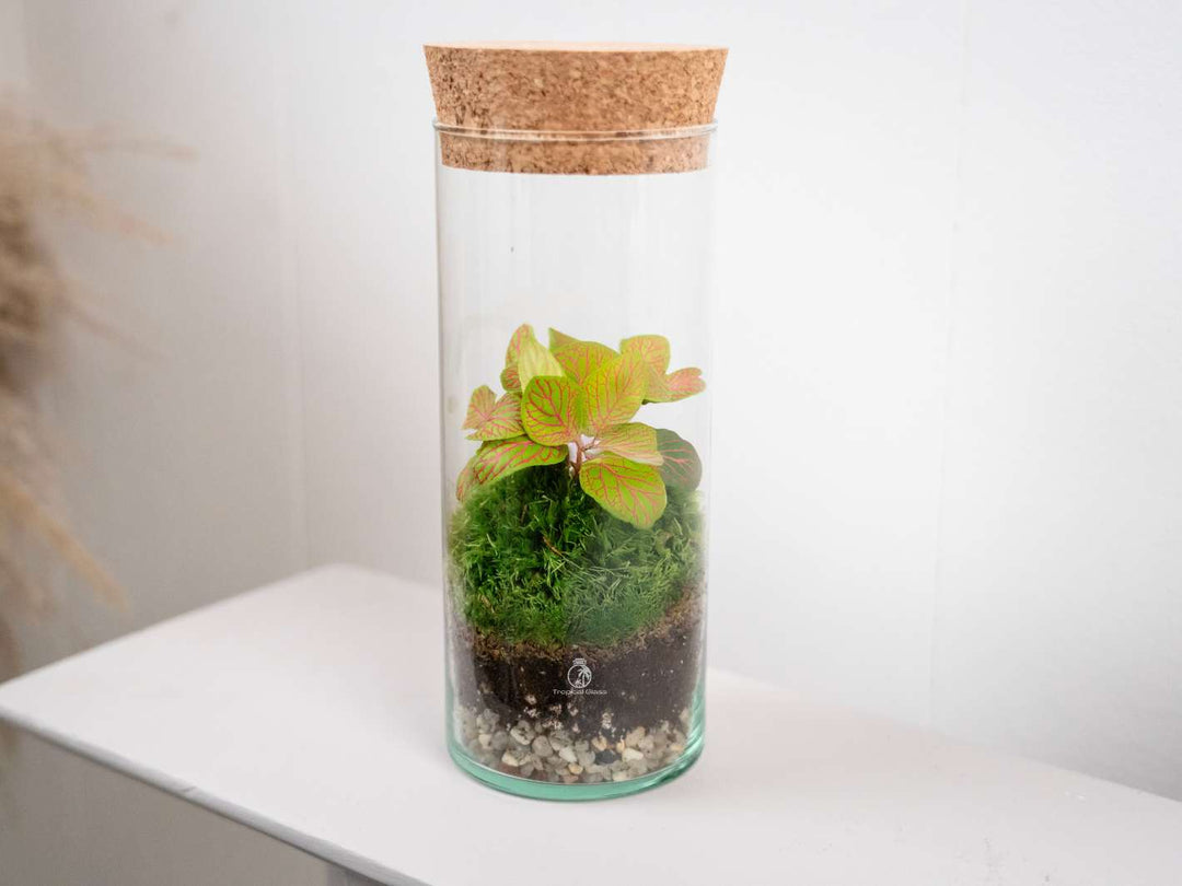 Easy DIY terrarium kit for beginners and plant lovers