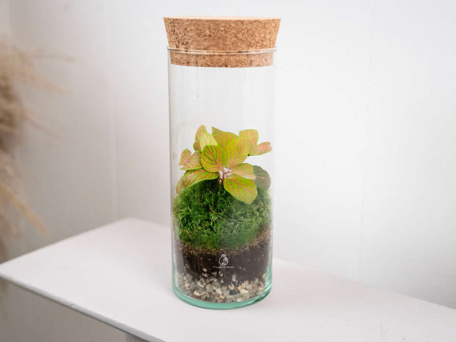 DIY Bottle Terrarium with Fittonia Moss Perfect Gift Tropical Glass